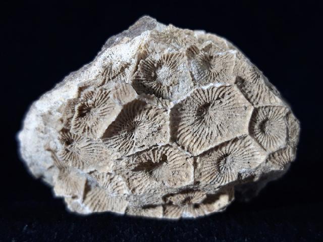 Acroycathus foliformis ORBIGNY 1849 - Bild © FossNet FossilienStore